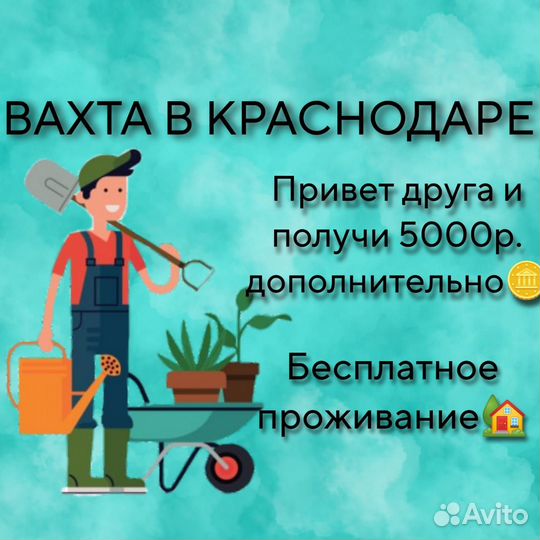 Сбор урожая вахта еженедельные выплаты Краснодар