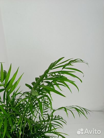 Хамедорея бридбл