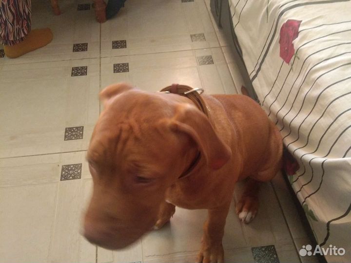 Питбультерьер