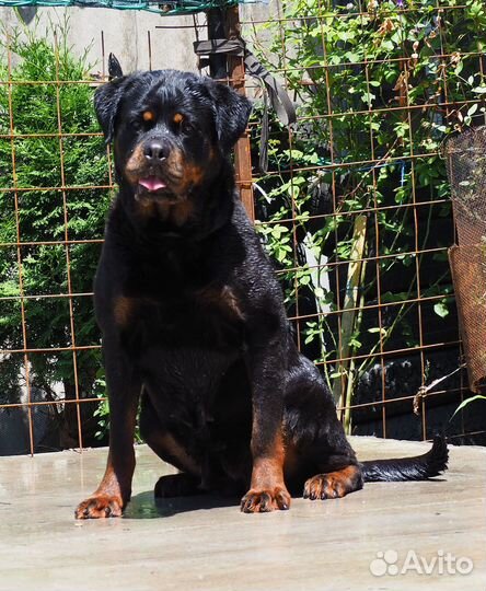 Щенки ротвейлера