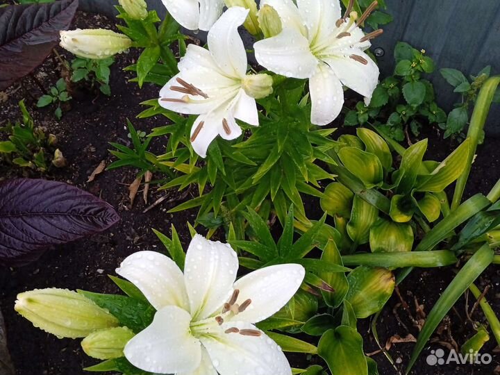 Розы на срез/ букет, доставлю