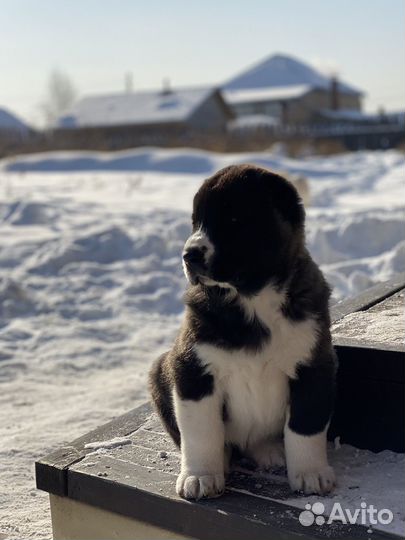 Среднеазиатская овчарка девочка