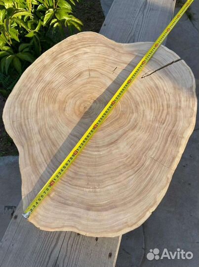 Спил карагача (вяза)