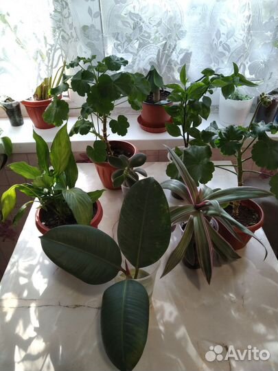 Комнатные растения