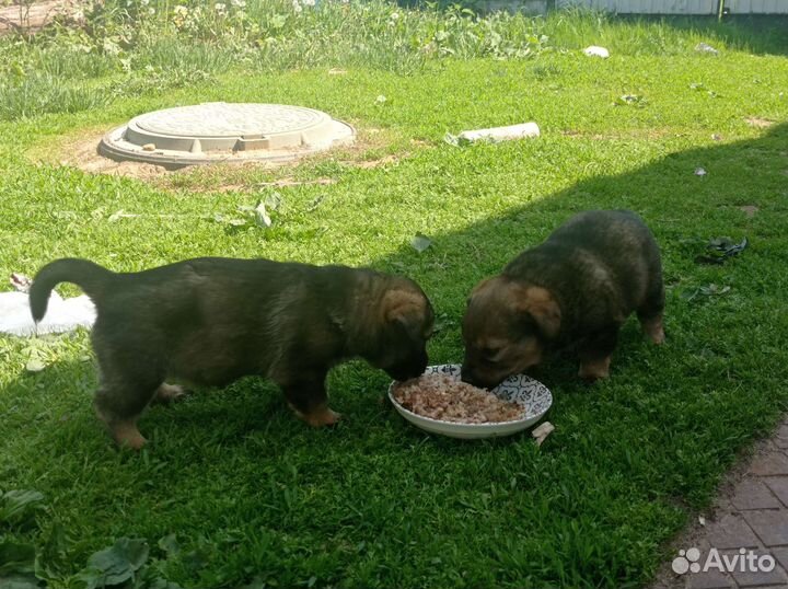 Маленькая собака в добрые руки бесплатно