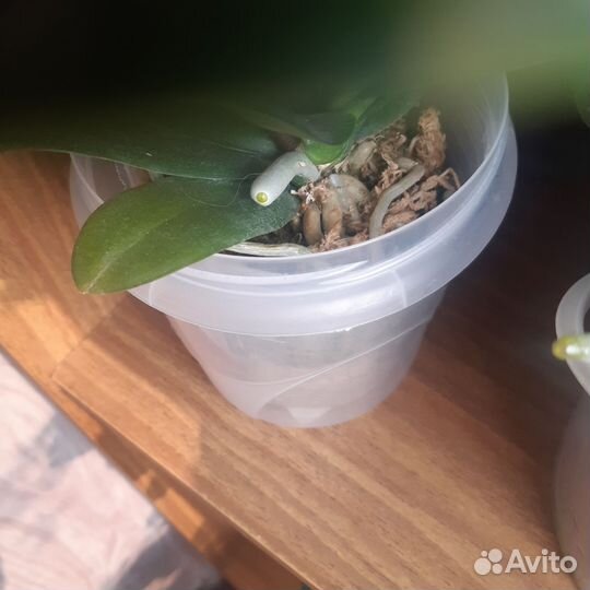 Орхидея фаленопсис детка