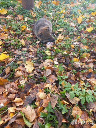 Щенки мама овчарка немец папа дворянин