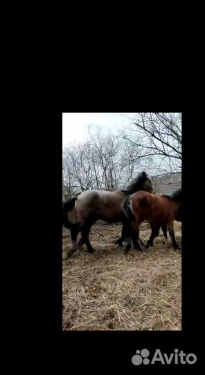 Жеребята 1год