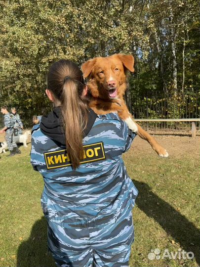 Передержка собак/Кинолог/Груминг