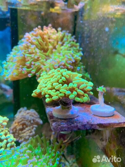 Морские кораллы/Эуфиллия