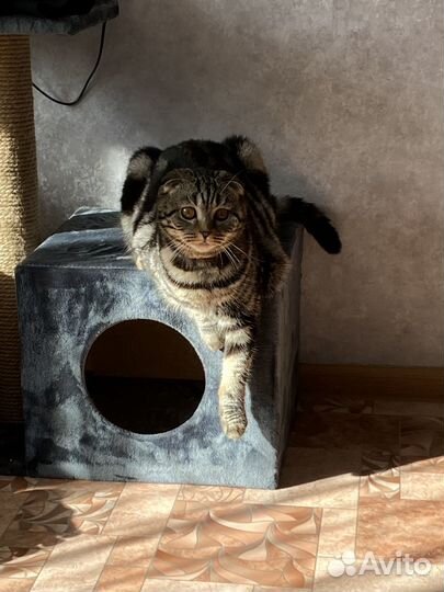 Кошечка на вязку