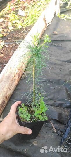 Сосна веймутова