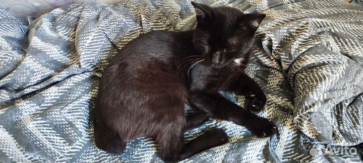 Отдам котейку