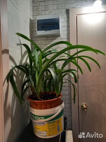 Большой цветок