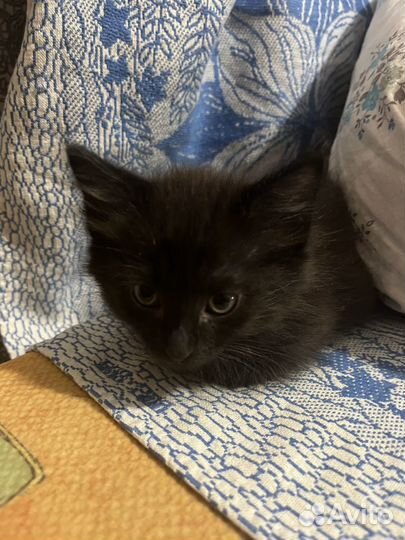 Кошка котенок черная