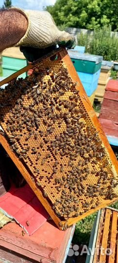 Пчелы пчелопакеты