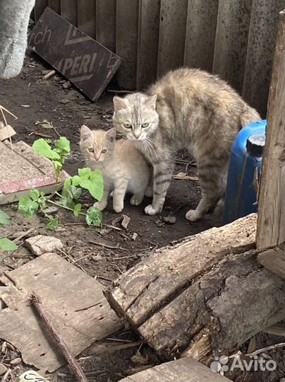 Котята в добрые руки
