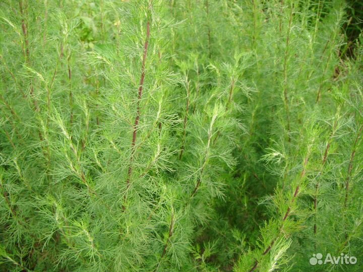 Полынь Божье дерево Годжи китайская Астра татарска