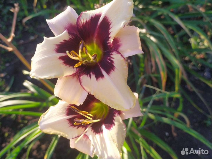 Сортовые лилейники