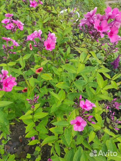 Многолетние цветы для сада