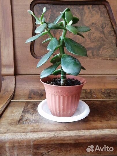 Денежное дерево