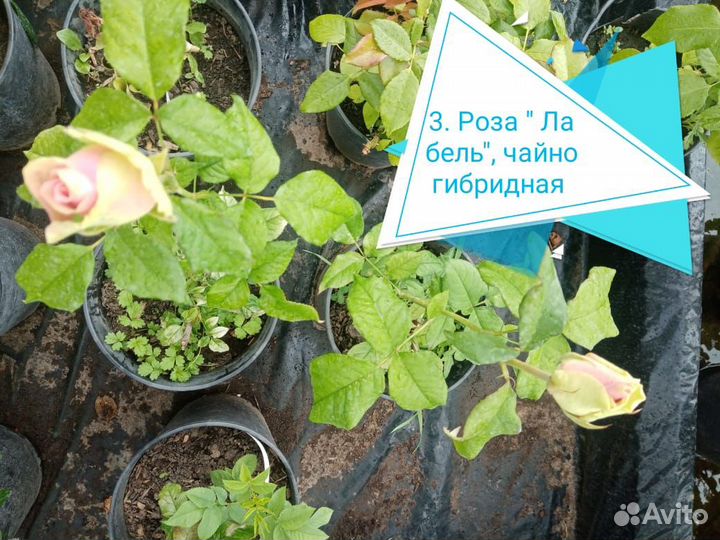 Роза саженцы от производителя