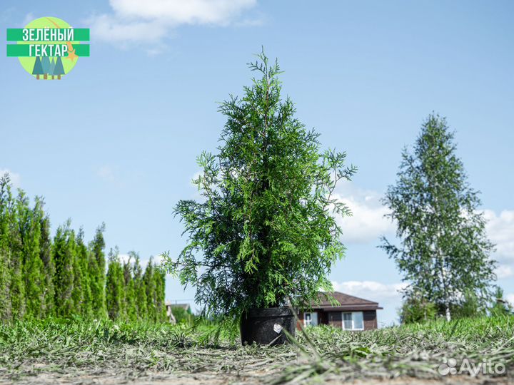 Туя брабант 120 см свежая копка 2023