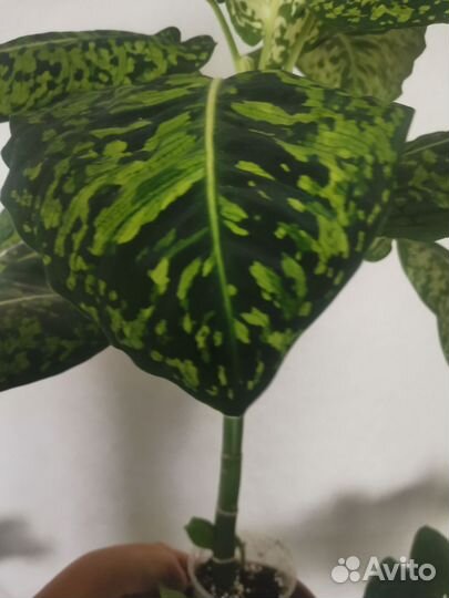 Диффенбахия Reflector (Рефлектор)
