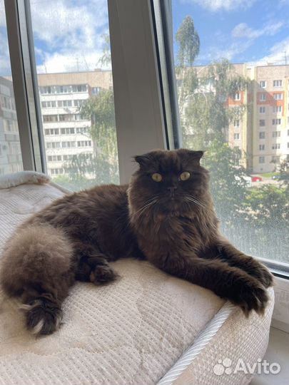 Шотландский вислоухий кот