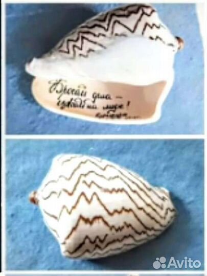 Морские ракушки