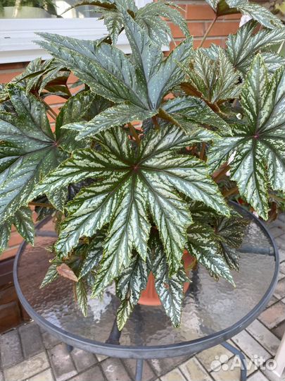 Бегония грифон