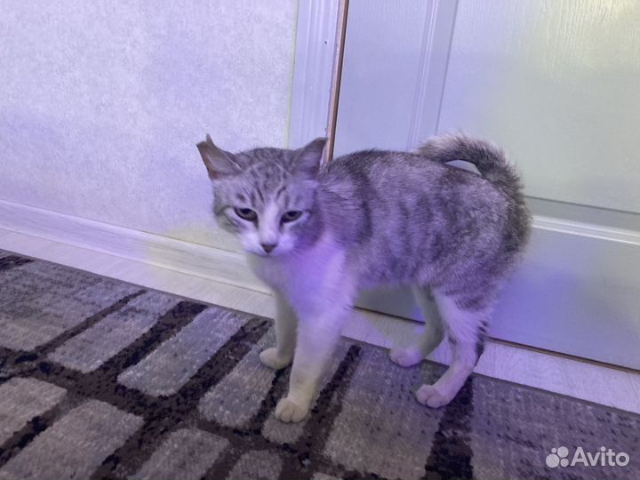 Пристраиваю кошку