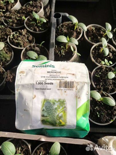 Рассада огурцов