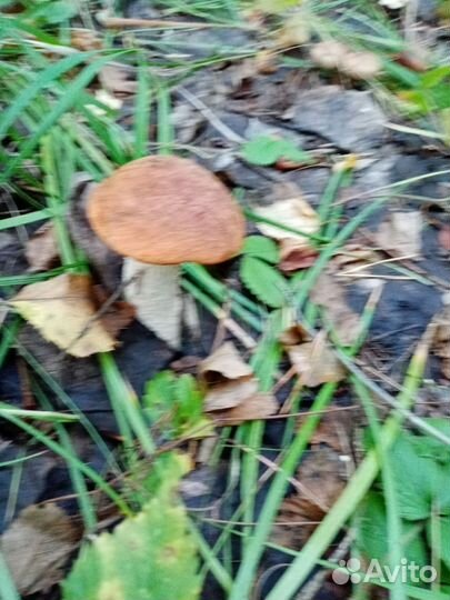 Маринованые опята, маслята, подосиновики