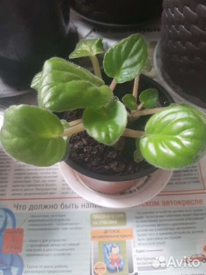 Спатифиллум, фиалки, крассула, эсхинантус