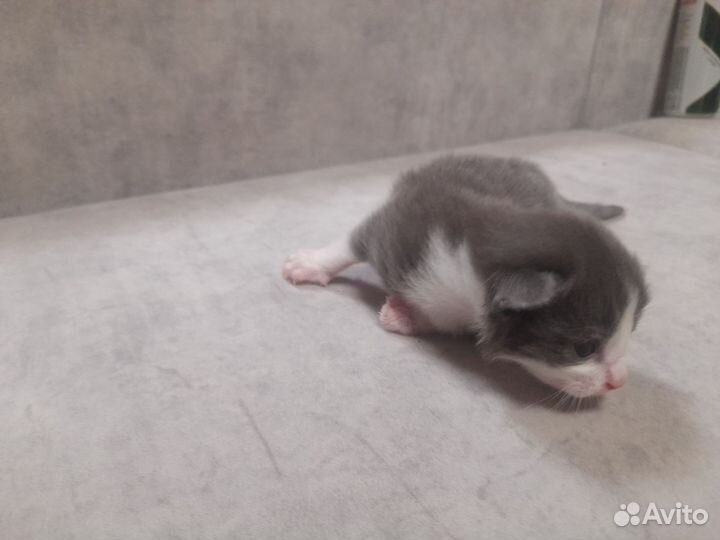 Котенок в дар