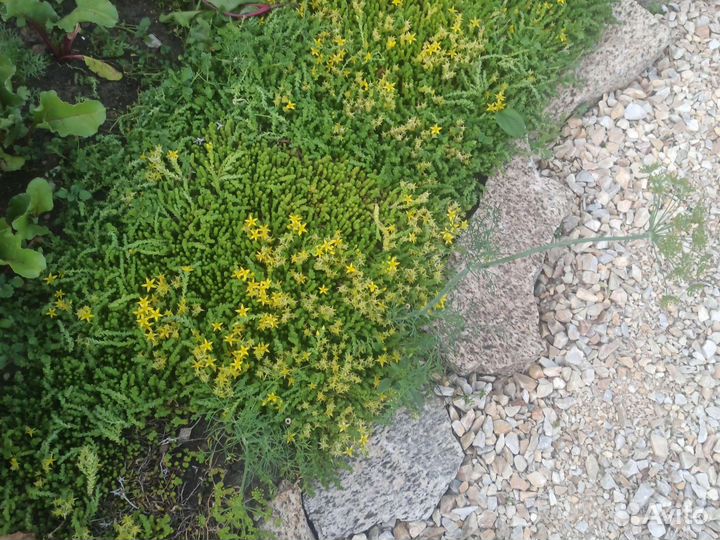 Многолетние цветы, почвопокровники