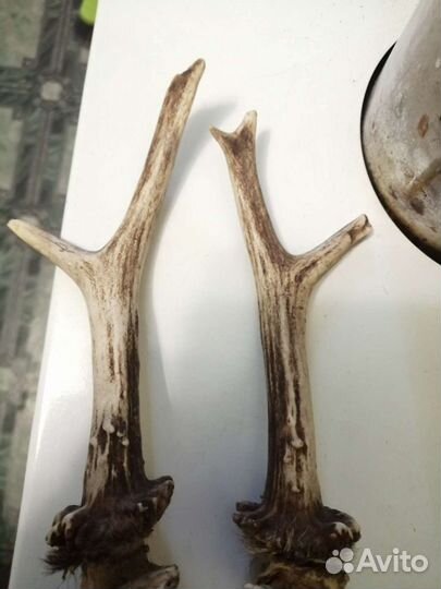 Рога косули