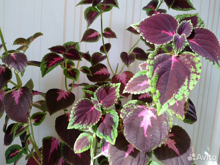 Комнатное растение Колеус