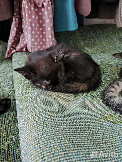 Котята девочки