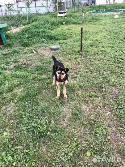 Сторожевая собака