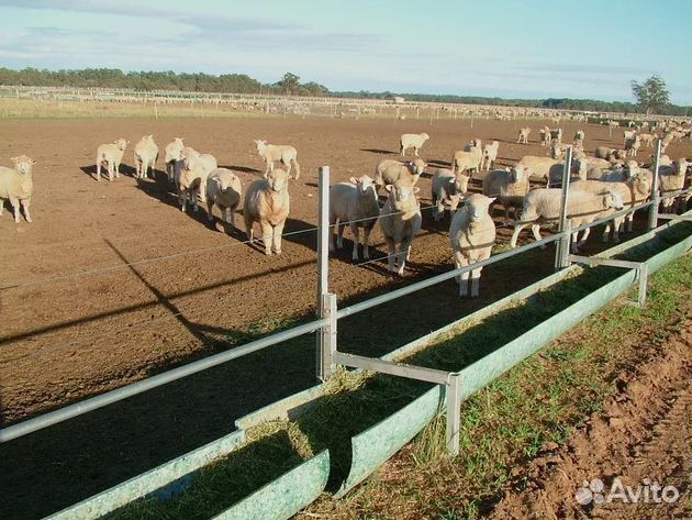 Электропастух