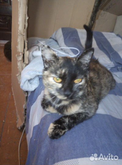 Кошка в дар бесплатно