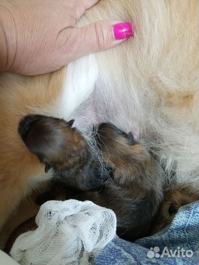 Щенки шпица