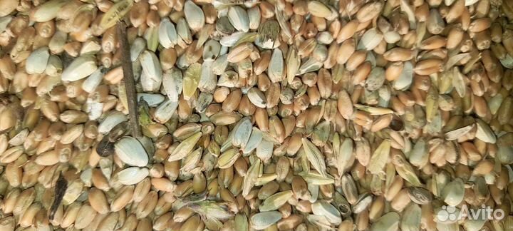 Зерносмесь