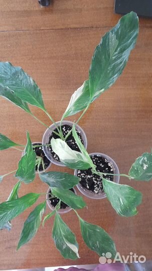 Спатифиллум вариегатный даймонд