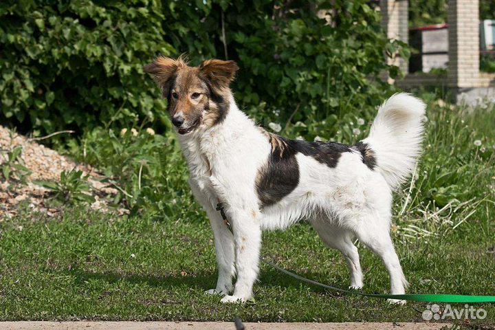 Собака в добрые руки