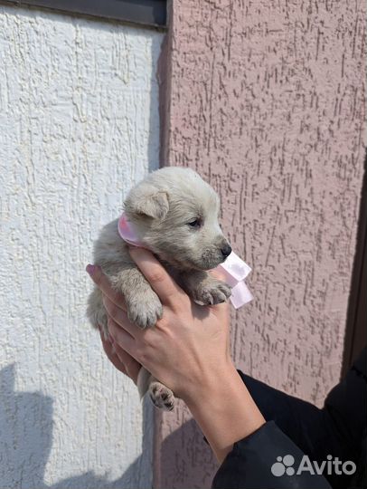 Щенок в добрые руки