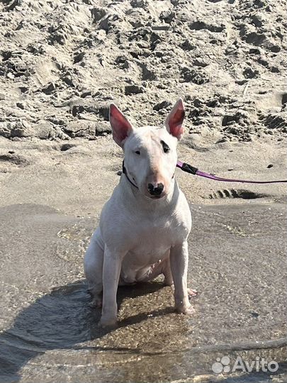 Бультерьер вязка