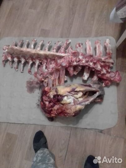 Мясо и кости для собак